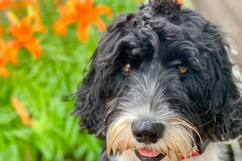 Dogs that have hair, rather than fur, are always trickier to keep in good condition, and the active and intelligent Portuguese Water Dog is a case in point. Regular brushing, bathing, and trimming is a must for this breed.