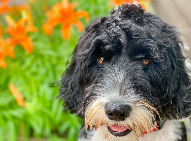 Dogs that have hair, rather than fur, are always trickier to keep in good condition, and the active and intelligent Portuguese Water Dog is a case in point. Regular brushing, bathing, and trimming is a must for this breed.