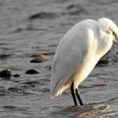 A little egret on the Tweed