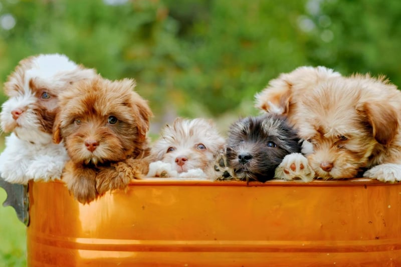 Created by mixing two perfect companion dogs - the Miniature Poodle and the Shih Tzu - the Shihpoo is an affectionate crossbreed that makes a surprisingly good guard dog.