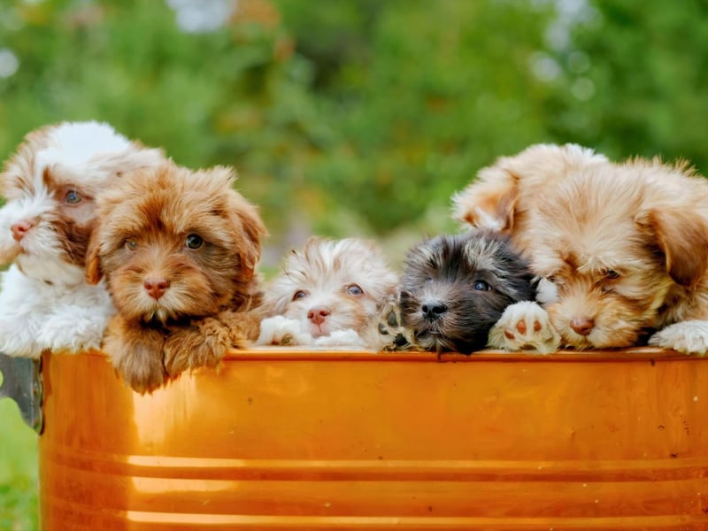 Created by mixing two perfect companion dogs - the Miniature Poodle and the Shih Tzu - the Shihpoo is an affectionate crossbreed that makes a surprisingly good guard dog.