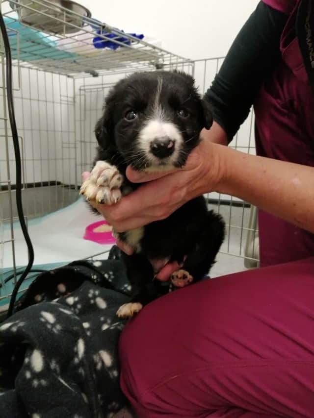 Milo died just weeks after being purchased by the owners due to being prematurely ripped away from his mum (photo: SPCA).