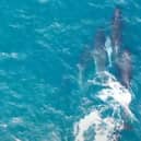 Pilot whales off the coast of Shetland in 2019. Picture: PA