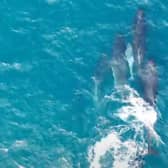 Pilot whales off the coast of Shetland in 2019. Picture: PA