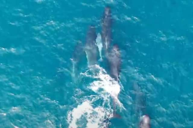 Pilot whales off the coast of Shetland in 2019. Picture: PA