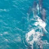 Image issued by Nick McCaffrey of a still from footage of a pilot whale expelling its placenta off the coast of Shetland in 2019.