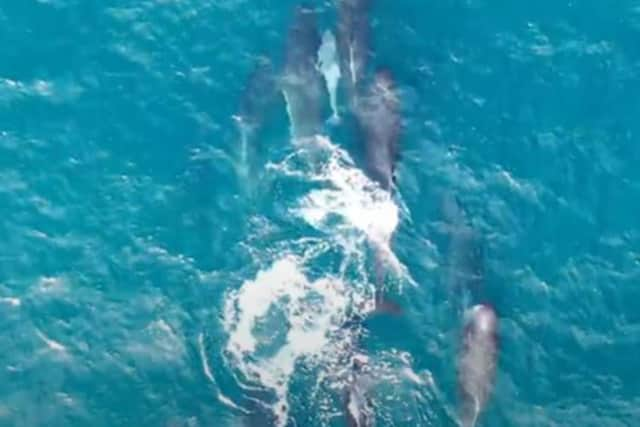 Image issued by Nick McCaffrey of a still from footage of a pilot whale expelling its placenta off the coast of Shetland in 2019.