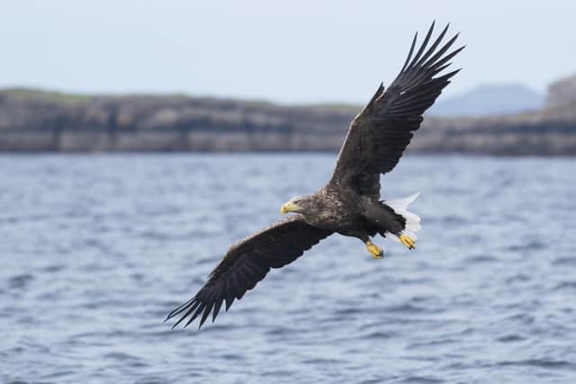 Sea eagles, also known as white-tailed eagles, disappeared from the UK in the early 20th century but have now recolonised Scotland after a successful reintroduction project launched in the 1970s. Picture: Katie Nethercoat