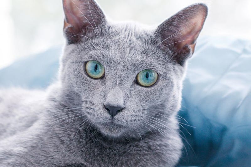 Apparently the Russian Blue has been known to live up to 25! A very clever breed, they love to play and interact with their owners.