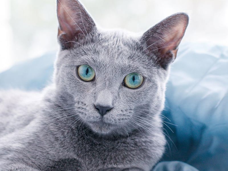 Apparently the Russian Blue has been known to live up to 25! A very clever breed, they love to play and interact with their owners.