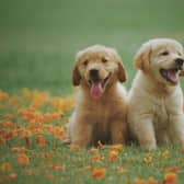 Looking for inspiration to name your Labrador Retriever puppy?