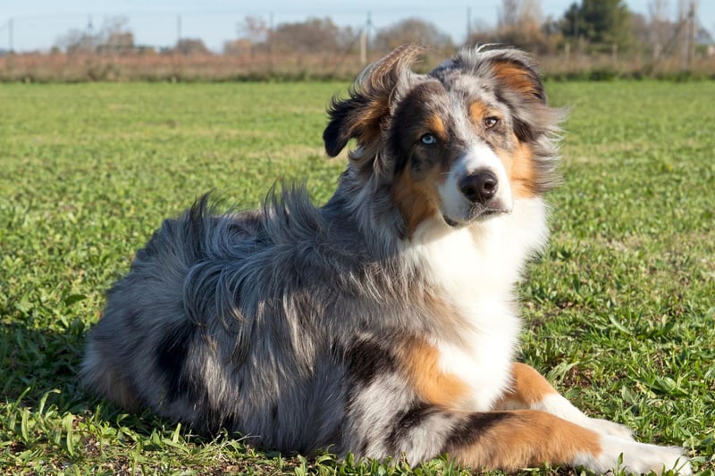 Another active working breed, a lack of activity and company tends to make the Australian Shepherd bored and anxious.