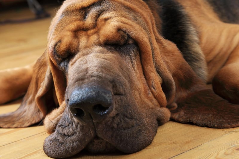 The Bloodhound can sniff out an audition from a mile away, with 106 starring roles including in Cool Hand Luke, Runaway Bride and Sweet Home Alabama.