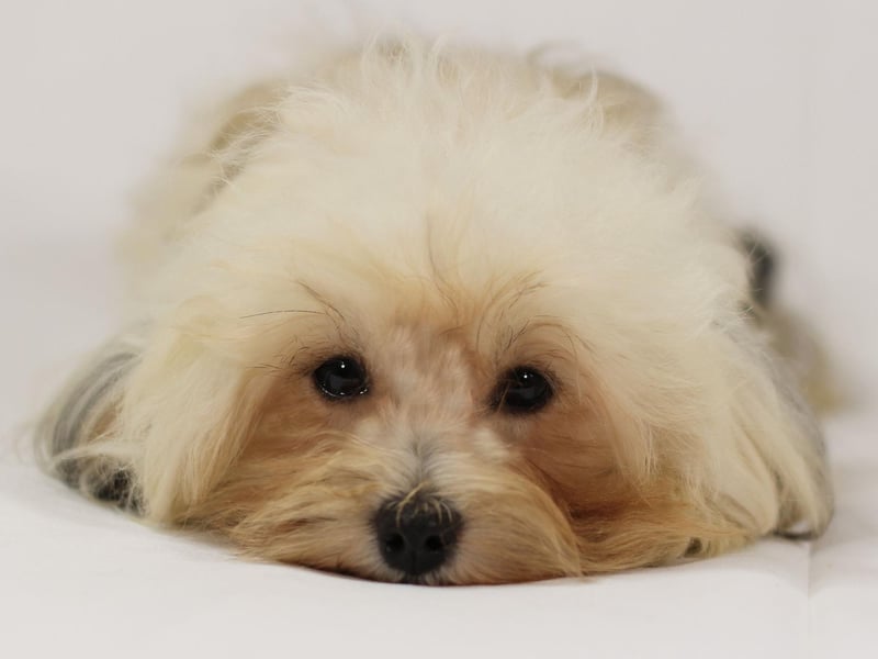 A dog that just loves to hang out with its owner, the Havanese was the lapdog of choice for wealthy Cuban families in the 18th century.