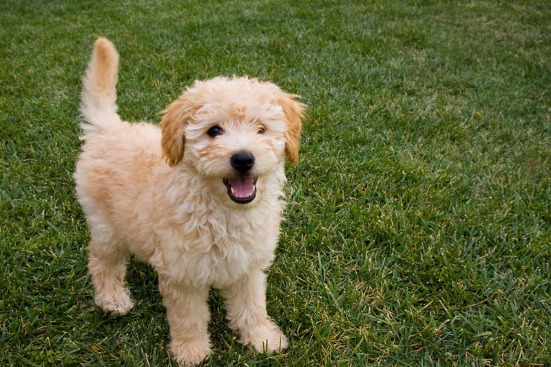 Goldendoodle owners get the best of both worlds, with the lovable and playful nature of a Golden Retriever and the intelligence and hypoallergenic coat of a Poodle.