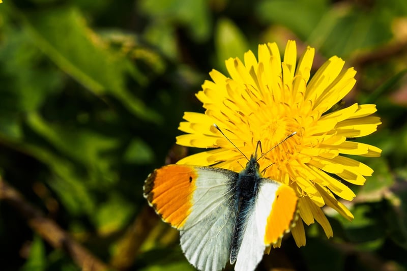 The orange-tip is one of the first butterflies of the year to hatch - and is one of the most spectacular. Once relatively rare, in recent years they have become widespread in Scotland and can be seen in city parks and gardens from the middle of March. Only the male has the colorful tips after which they are named, with the female having black patternation rather than orange.