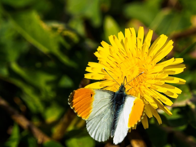 The orange-tip is one of the first butterflies of the year to hatch - and is one of the most spectacular. Once relatively rare, in recent years they have become widespread in Scotland and can be seen in city parks and gardens from the middle of March. Only the male has the colorful tips after which they are named, with the female having black patternation rather than orange.