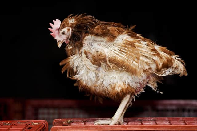 Britain's last battery hen, Liberty, was re-homed to retirement at a farm in Chulmleigh, Devon, in 2011
