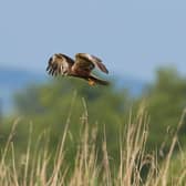 A marsh harrier. Credit: JeremyRichards - stock.adobe.com