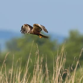 A marsh harrier. Credit: JeremyRichards - stock.adobe.com