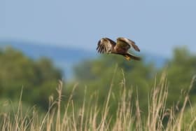 A marsh harrier. Credit: JeremyRichards - stock.adobe.com