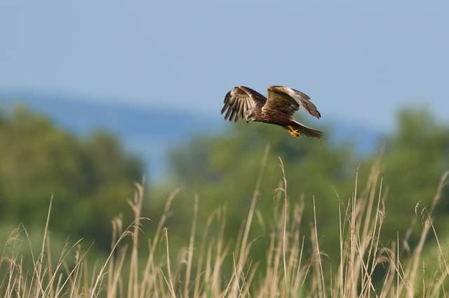 A marsh harrier. Credit: JeremyRichards - stock.adobe.com