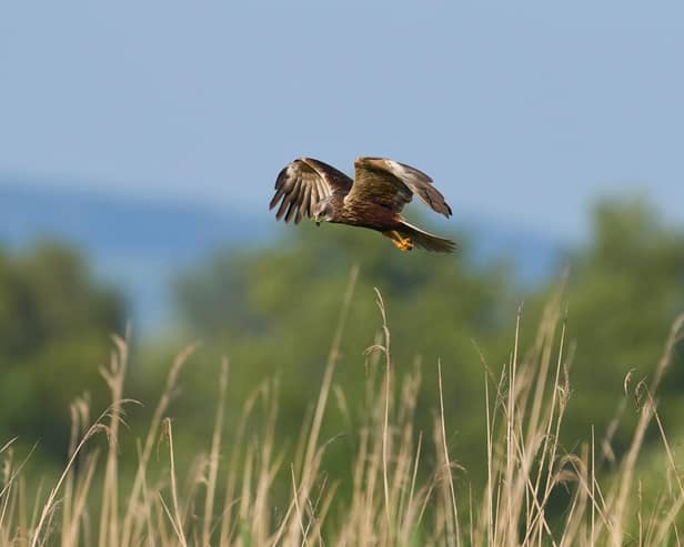 A marsh harrier. Credit: JeremyRichards - stock.adobe.com