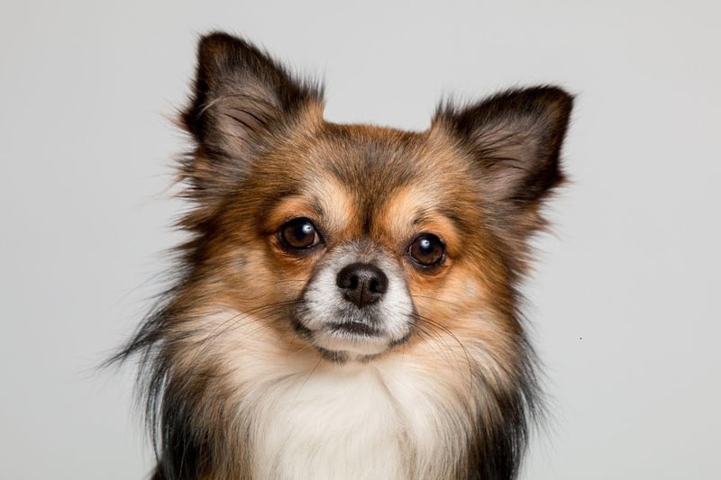Bred to be companion dogs, Chihuahuas tend to establish a firm bond with one particular person and then want to accompany them everywhere they go. These are not dogs that like being left alone and are fiercely loyal.