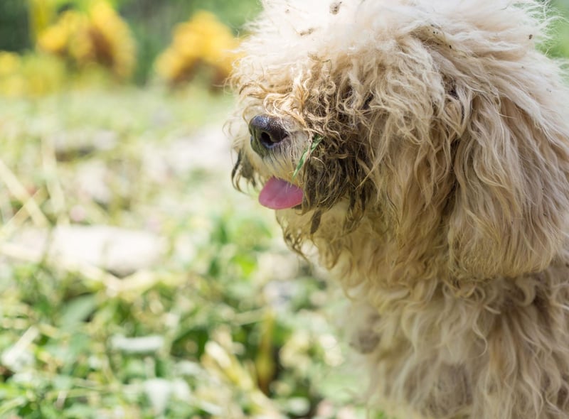 Use hot, soapy water to clean your pet's dishes and a different dishcloth than you use for your own dishes, as this can harbor bacteria.