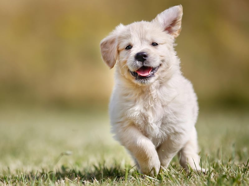 Golden Retrievers live for an average of 11-12 years, but in April 2020 a very special dog celebrated a landmark birthday. August, who lives in the United States with owners Jennifer and Steve Hetterscheidt, tuned 20, making her the world's oldest known Golden Retriever.