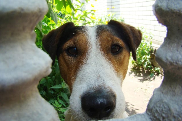 Yet another terrier - the Smooth Fox Terrier has been top dog at Westminster four times.