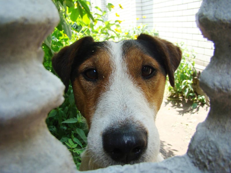 Yet another terrier - the Smooth Fox Terrier has been top dog at Westminster four times.