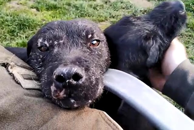 Evidence of scarring on the face of one of the dogs. Pic: Supplied by SSPCA