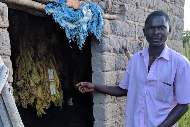 A smallholder tobacco farmer in Kabwe, Zambia, in 2019 - it's pointed out that such farmers are not compensated for, say, building curing sheds. Picture: Gail Hurley.