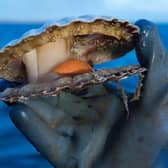 Scallops are one of the most valuable catches for Scotland