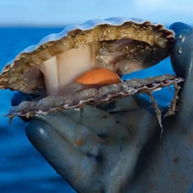 Scallops are one of the most valuable catches for Scotland