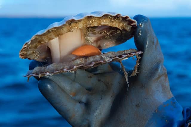 Scallops are one of the most valuable catches for Scotland