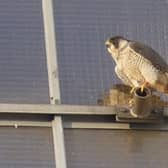 The peregrine falcon – seen here at Torness – is an elite predator and the fastest animal on earth, reaching speeds above 200mph when diving for prey