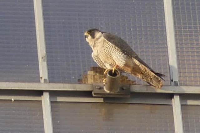 The peregrine falcon – seen here at Torness – is an elite predator and the fastest animal on earth, reaching speeds above 200mph when diving for prey