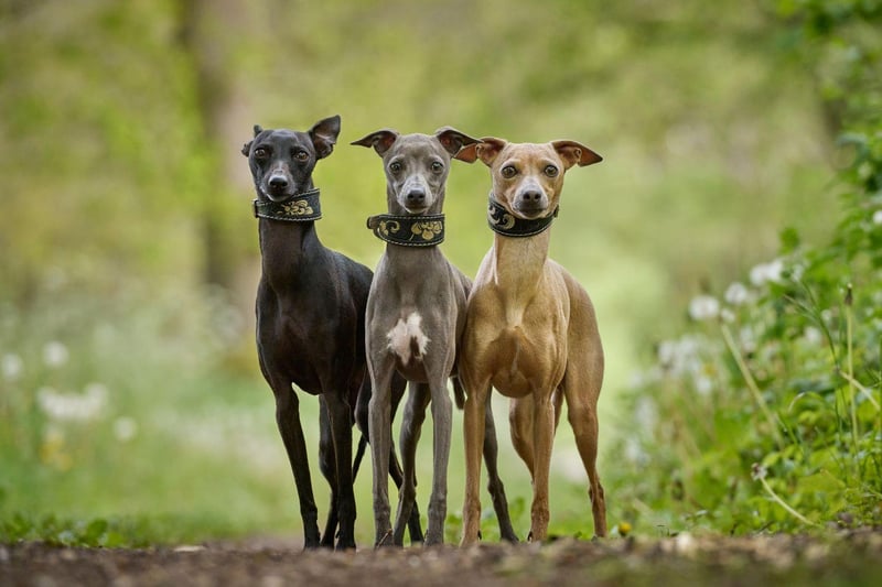 Coming in a variety of colours, the Whippet has conquered all at Crufts three times. The breed is a smaller descendent of fellow treble-winner the Greyhound.