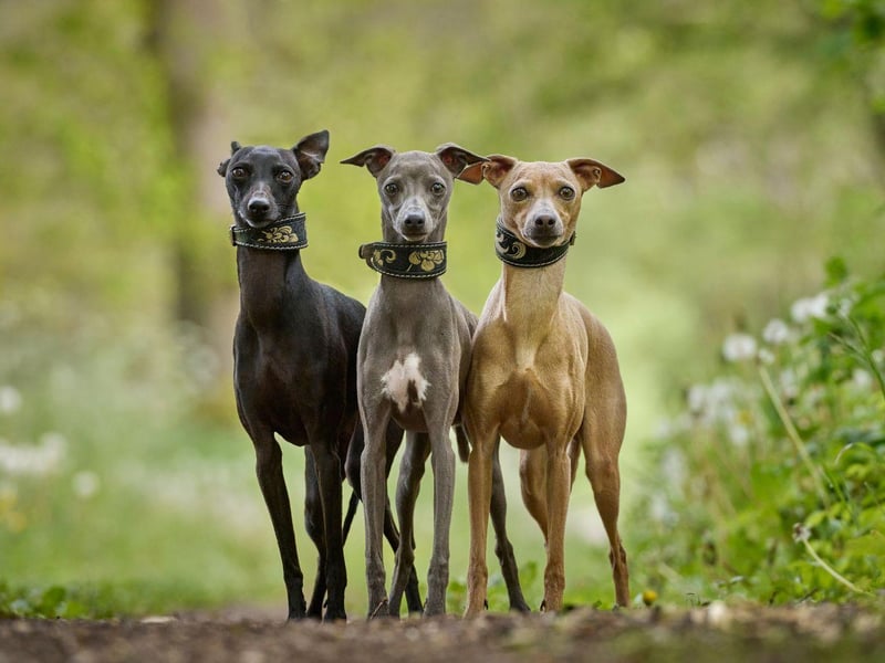 Coming in a variety of colours, the Whippet has conquered all at Crufts three times. The breed is a smaller descendent of fellow treble-winner the Greyhound.