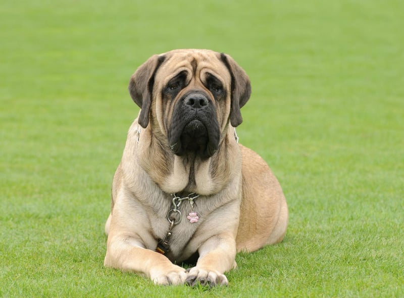 Biggest dog worlds 10 Largest