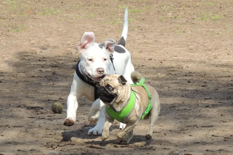 While Pugs aren't well designed for running around with other dogs - they get tired easily and can suffer breathing problems - they adore to socialise with other pups. They love to snuggle up with other dogs to have a good nap and are very friendly.