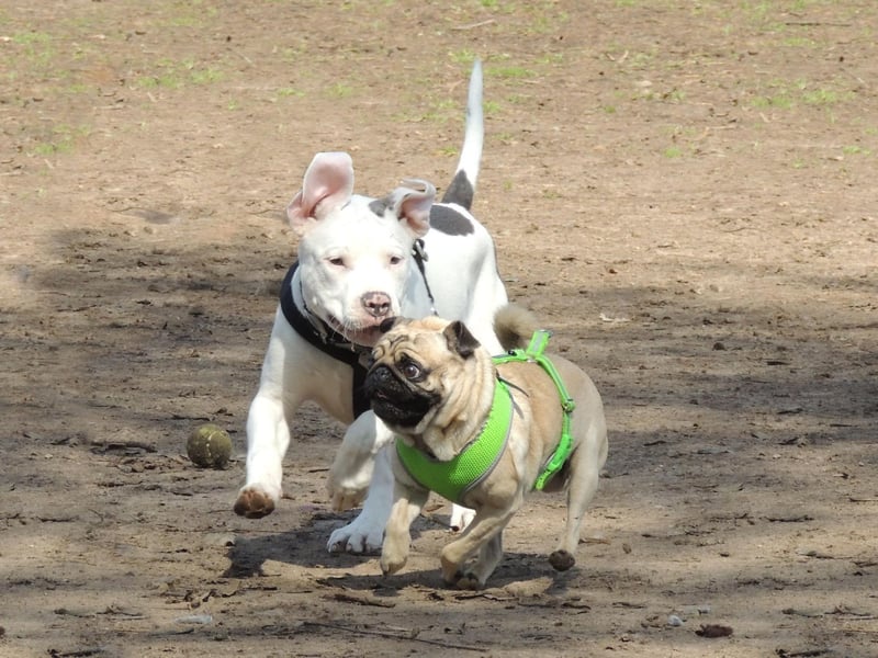 While Pugs aren't well designed for running around with other dogs - they get tired easily and can suffer breathing problems - they adore to socialise with other pups. They love to snuggle up with other dogs to have a good nap and are very friendly.