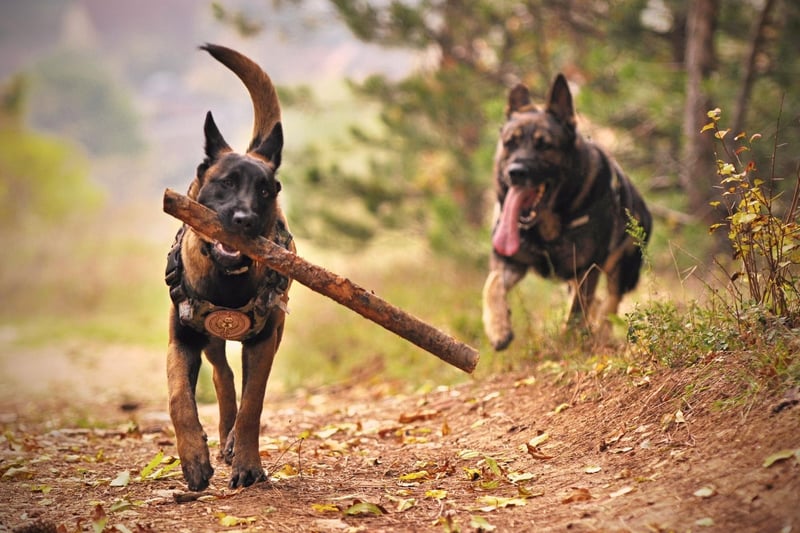 German Shepherd Dogs Names 20244 10 most popular puppy names