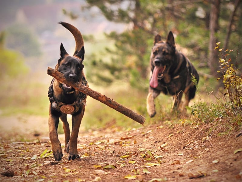 Completing our top 10 most popular German Shepherd names is Luna. A name that's popular with owners of all breeds of dog, it's a Greek name that means 'moon'.