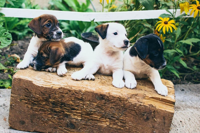 Looking for inspiration to name your new puppy? Here are the UK's most popular male dog names.