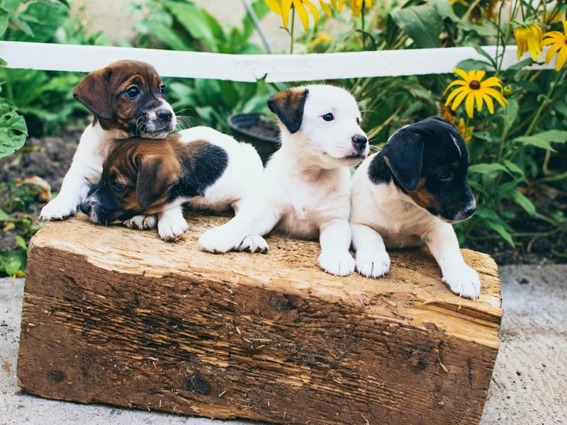 Looking for inspiration to name your new puppy? Here are the UK's most popular male dog names.