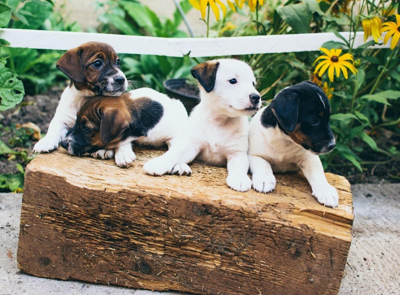 Britain's Top Boy Dog Names: Here are the 10 most popular male puppy names for adorable dogs 🐕 | The Scotsman Britain's Top Boy Dog Names: Here are the 10 most popular male puppy names for adorable dogs 🐕 | The Scotsman
