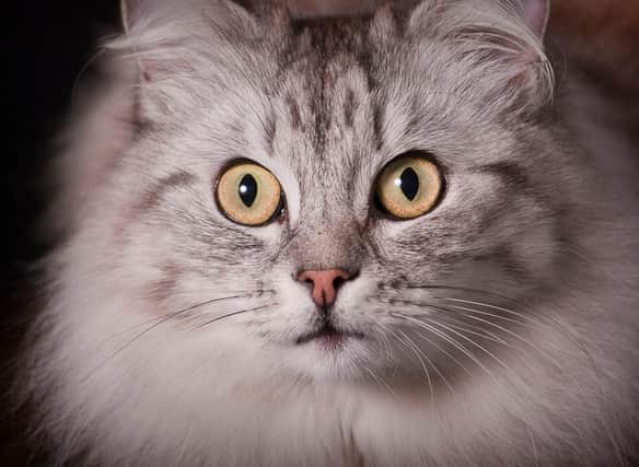 These 10 cute cat breeds are some of the fluffiest in the world. Cr: Getty Images/Canva Pro